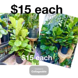 Plants Sale🌿Fiddle leaf 12”pot x 4-5ft tall $15 each