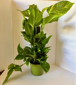 Golden pothos 6” pot