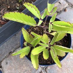 Cathedral Bells and other miscellaneous indoor & outdoor house plants.