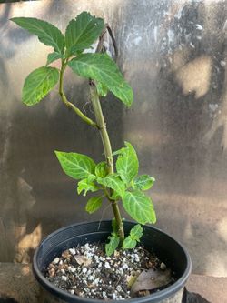 Salvia Divinorum Plant