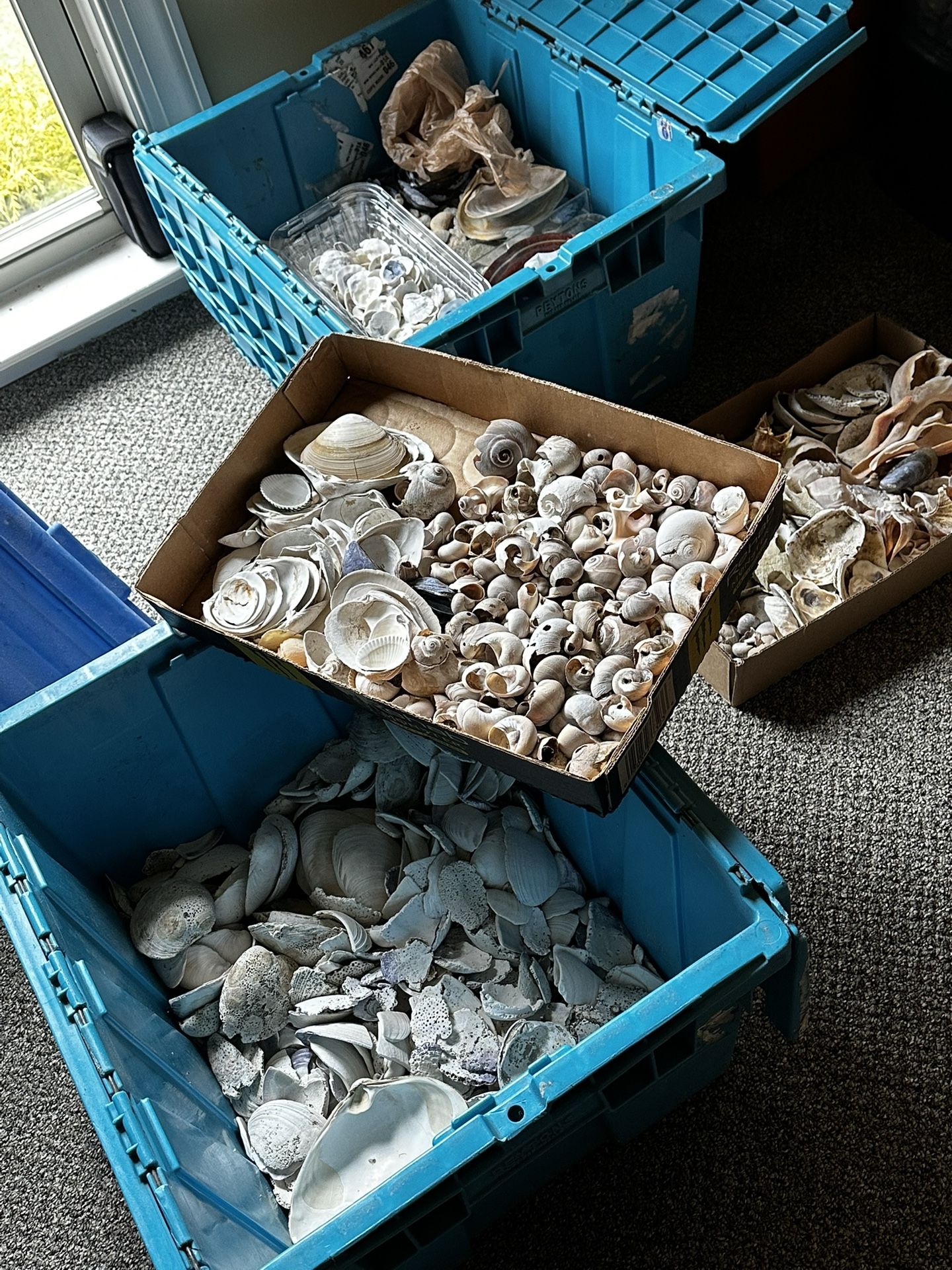 Interesting & Ugly Sea Shells