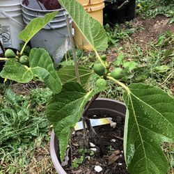 Organic Fig tree for sale