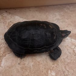 turtle