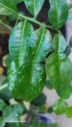 Kaffir Lime Leaves For Sale