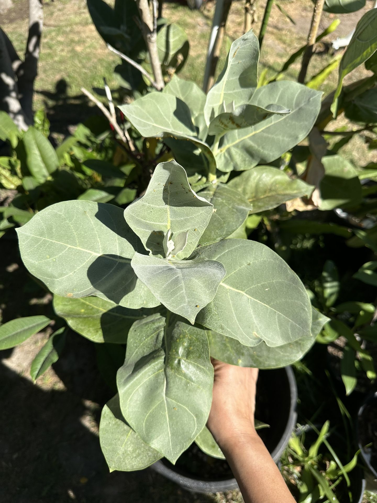 Calotropis procera SEEDS, giant leaves milkweed, 10seeds. Read Description