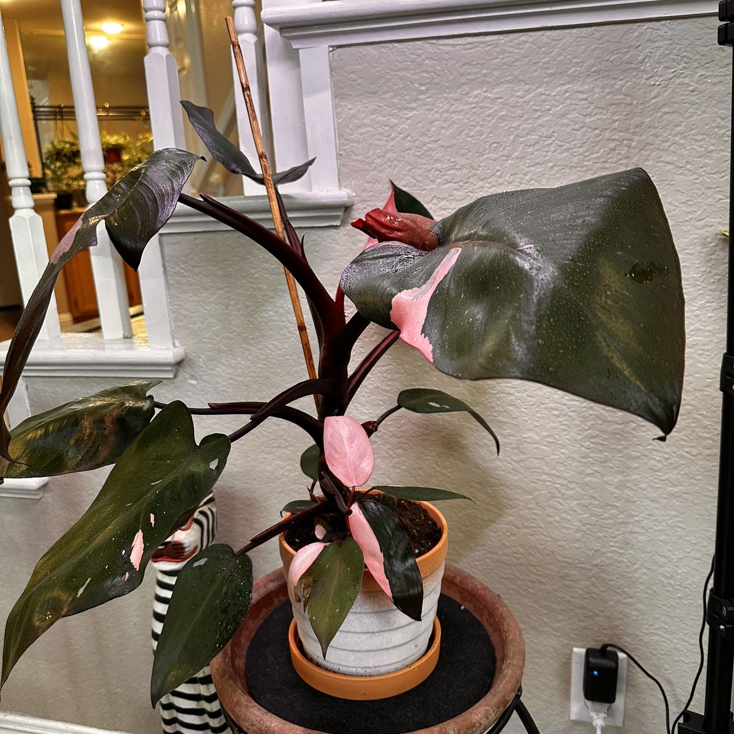 Live Large Pink Princess Philodendron Plant With Terracotta Pot & Saucer (Please Read Full Description) 