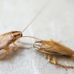 For Sale Pest Solutions