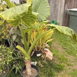 Oreja De Elefante Planta