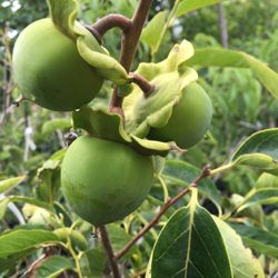 5 Gallon Size- Persimmon Trees- Passion Fruit Vines- Almond Trees- Mango Trees- Moringa Trees- Lemon Guava Trees- Strawberry Guava Trees- Cherimoya Tr