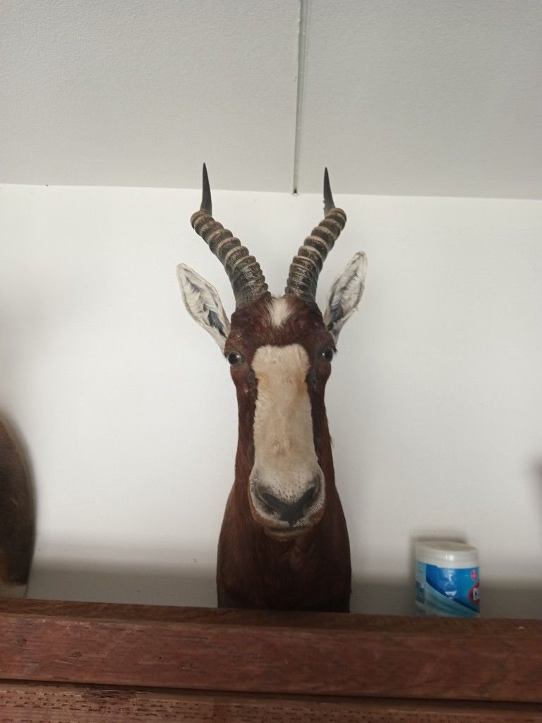 Taxidermy shoulder mount