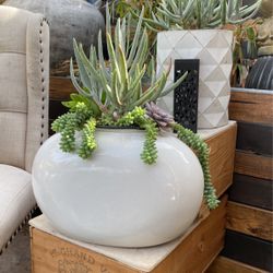 Succulent Arrangement In White Glazed Ceramic Pot