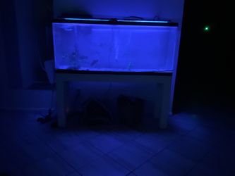 Aquarium supplies (fish &tank sold)