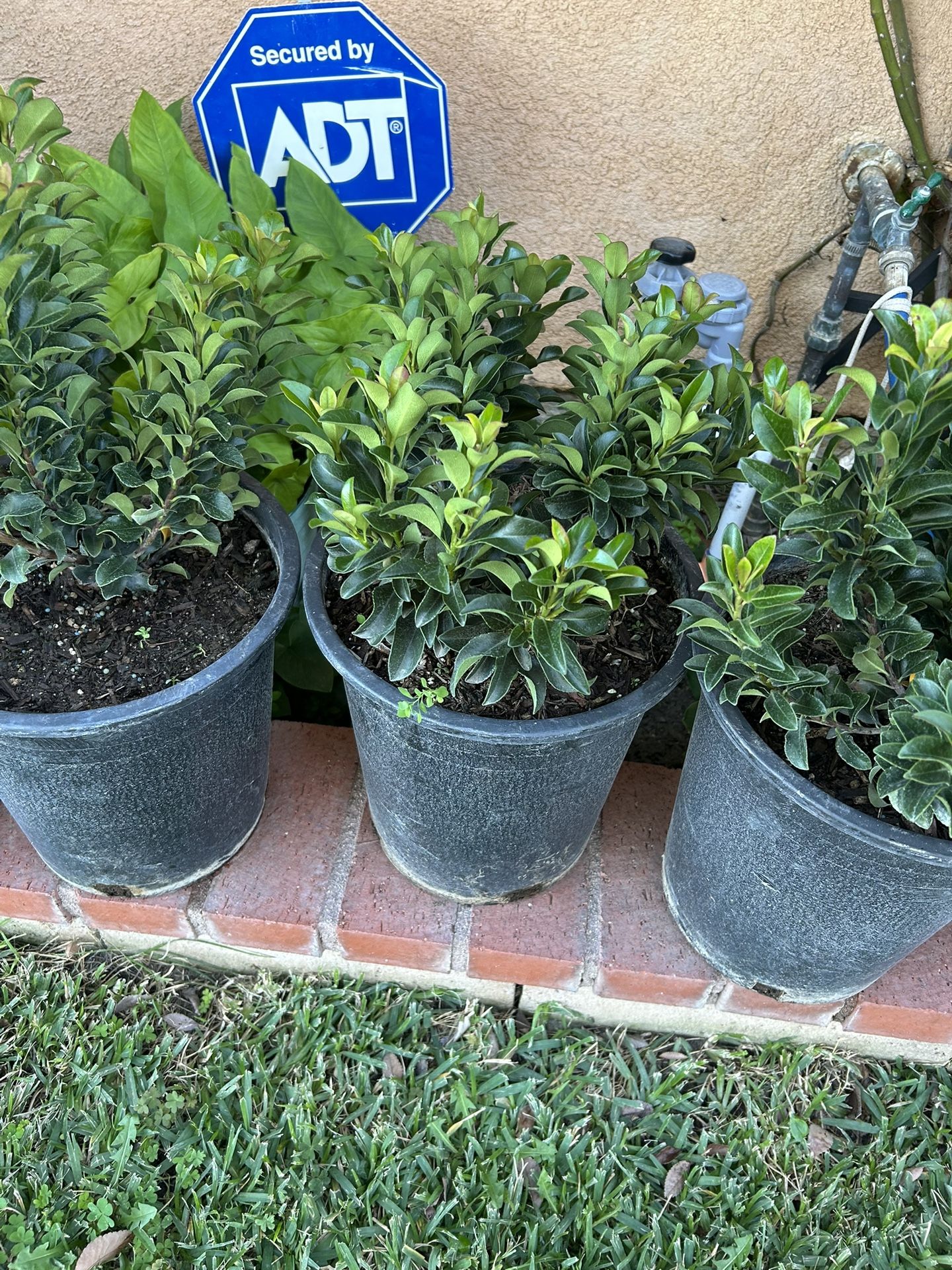 Bushes Plants