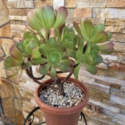 Beautiful Plant 