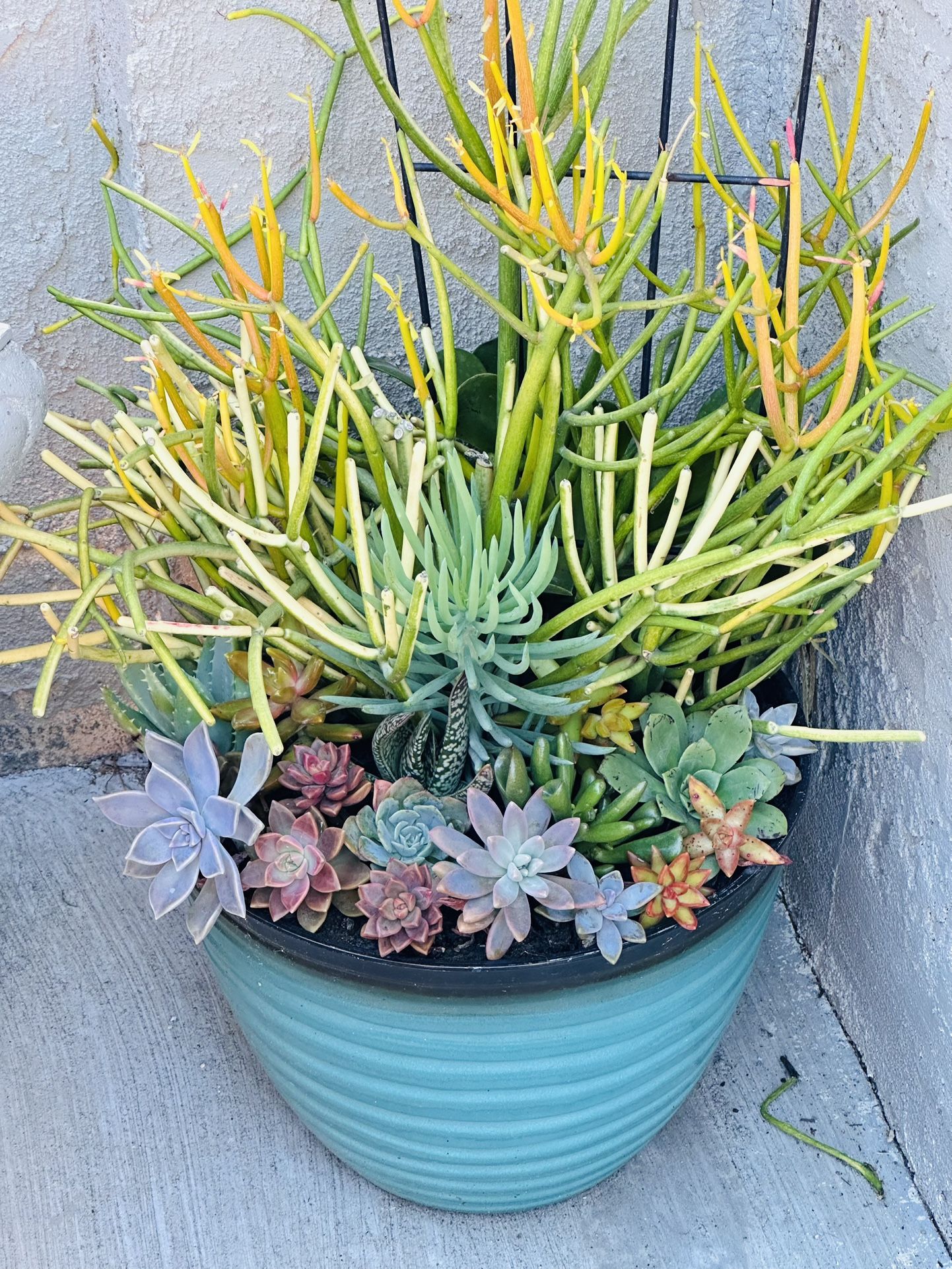 A Big Pot With Fulll Color Of Succulents