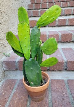 Cactus plant in a Terra Cotta pot