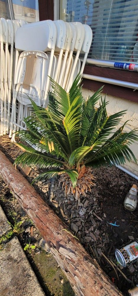 SAGO Palm 🌴 Tree