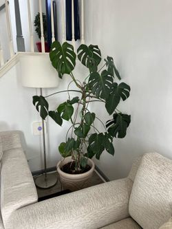Monstera Plant