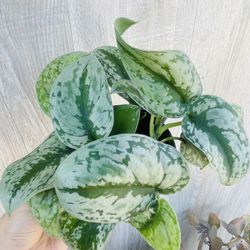Scindapsus Exotica Plants