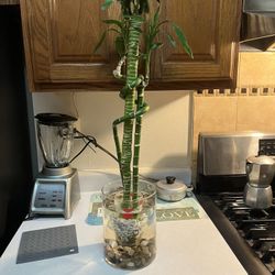 Fish Tank For Betta Fish (real Plant)