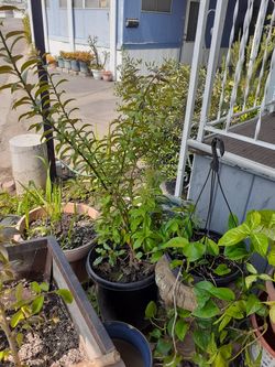 Moringa plant