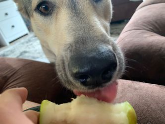 pear that was licked by this dog