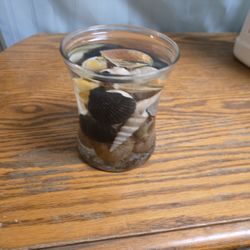 Epoxy resin Sea Shells