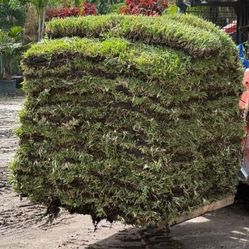 St Augustine Sod Sod Sod