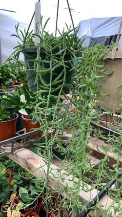 Hanging succulent plant