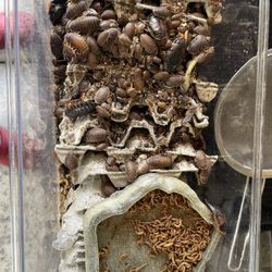 Dubia Roaches 