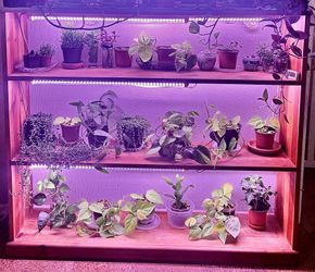 Indoor Plants 🪴
