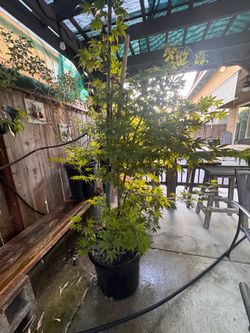 Japanese maple tree 6’