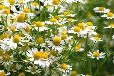10 GERMAN CHAMOMILE = “APPLE OF THE EARTH” = SLEEP IN A SEED BOMB.