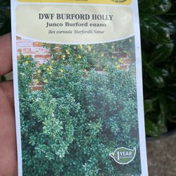 Dwarf Burford Holly Shrub 