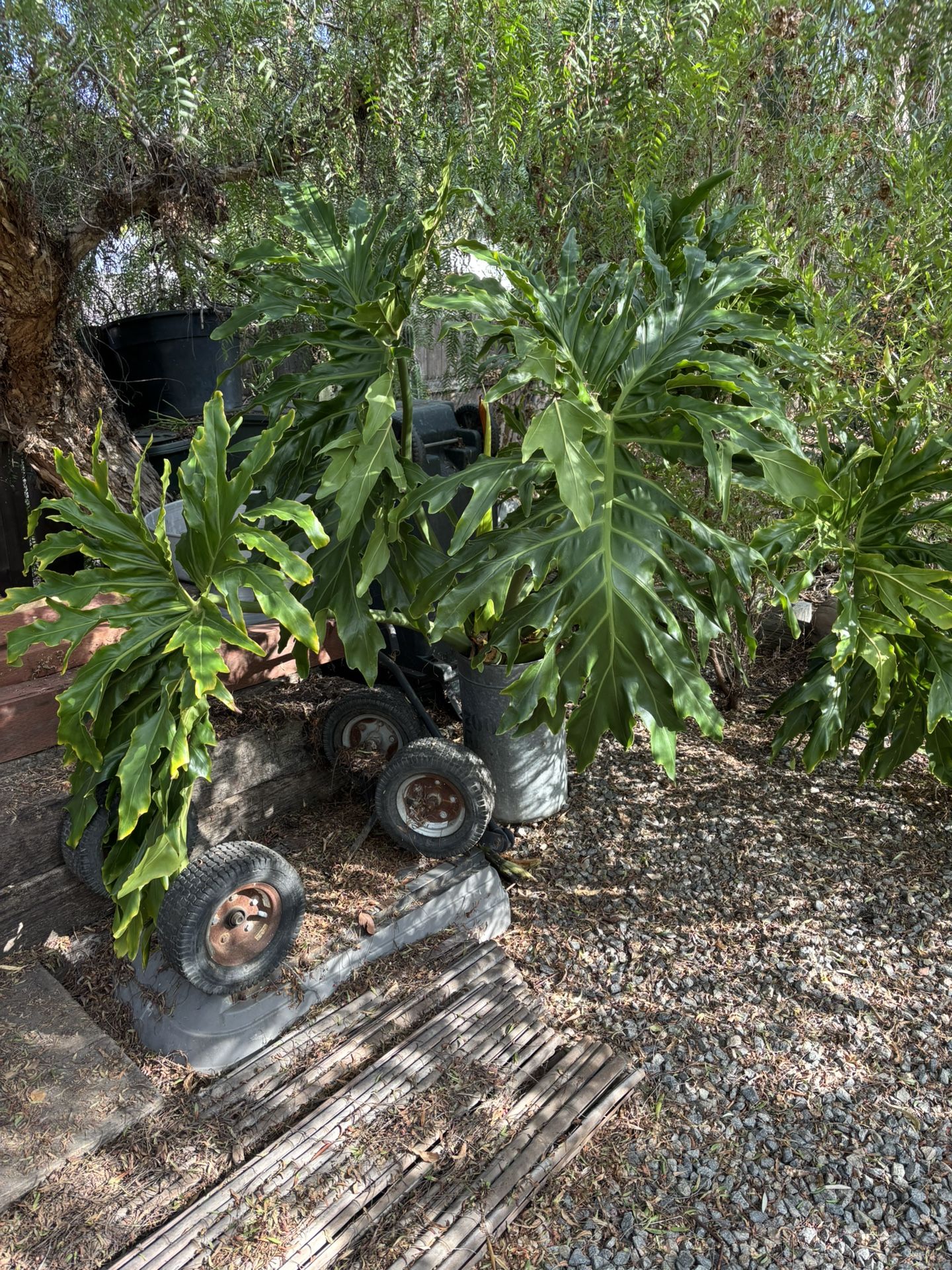 Huge Plants Split Leaf Philodendrons