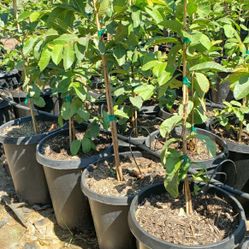 FRUIT TREES $40 EACH, OR THREE TREES FOR $100. POMEGRANETS, LOQUATS, OR GUAVAS.