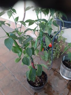 For Sale Se Venden PLANTS 🪴plantas Chiles Pepper 🌶