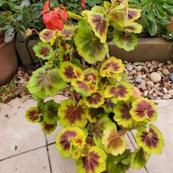 Indian Dunes Geranium in a gallon Pot