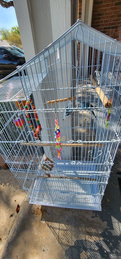 Cage And Birds For Sale