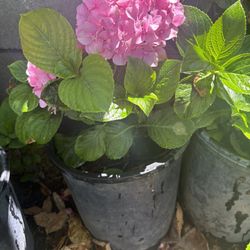 Plants Potencies 