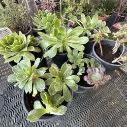 Succulent Heads 