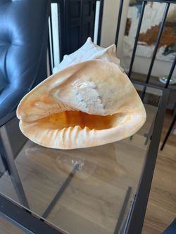 Sea Shell