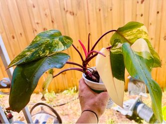 Philodendron Strawberry Shake High Varigation