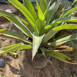 Plant