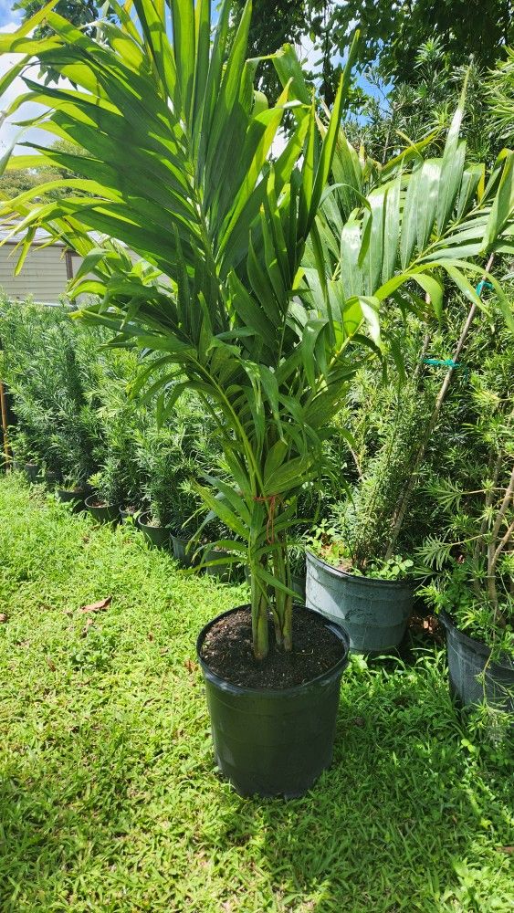 Beautiful Christmas Palms About 6 Feet Tall For Just $75 Decoration Palms For Garden Instant Privacy Plants Green Fencing Privacy Hedges 
