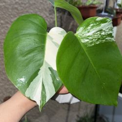 Monstera Albo In White Ceramic Planter