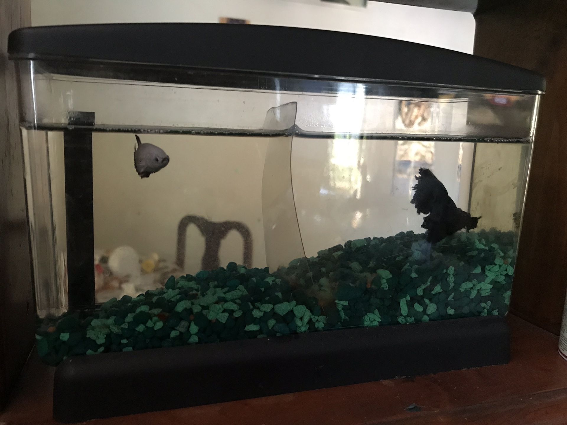 Betta 2 and tank and food
