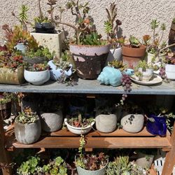 Succulent Arrangements And Other Plants