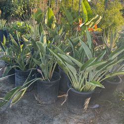 Birds Of Paradise Plants
