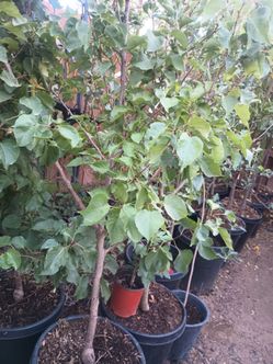 Fruit trees 🍑